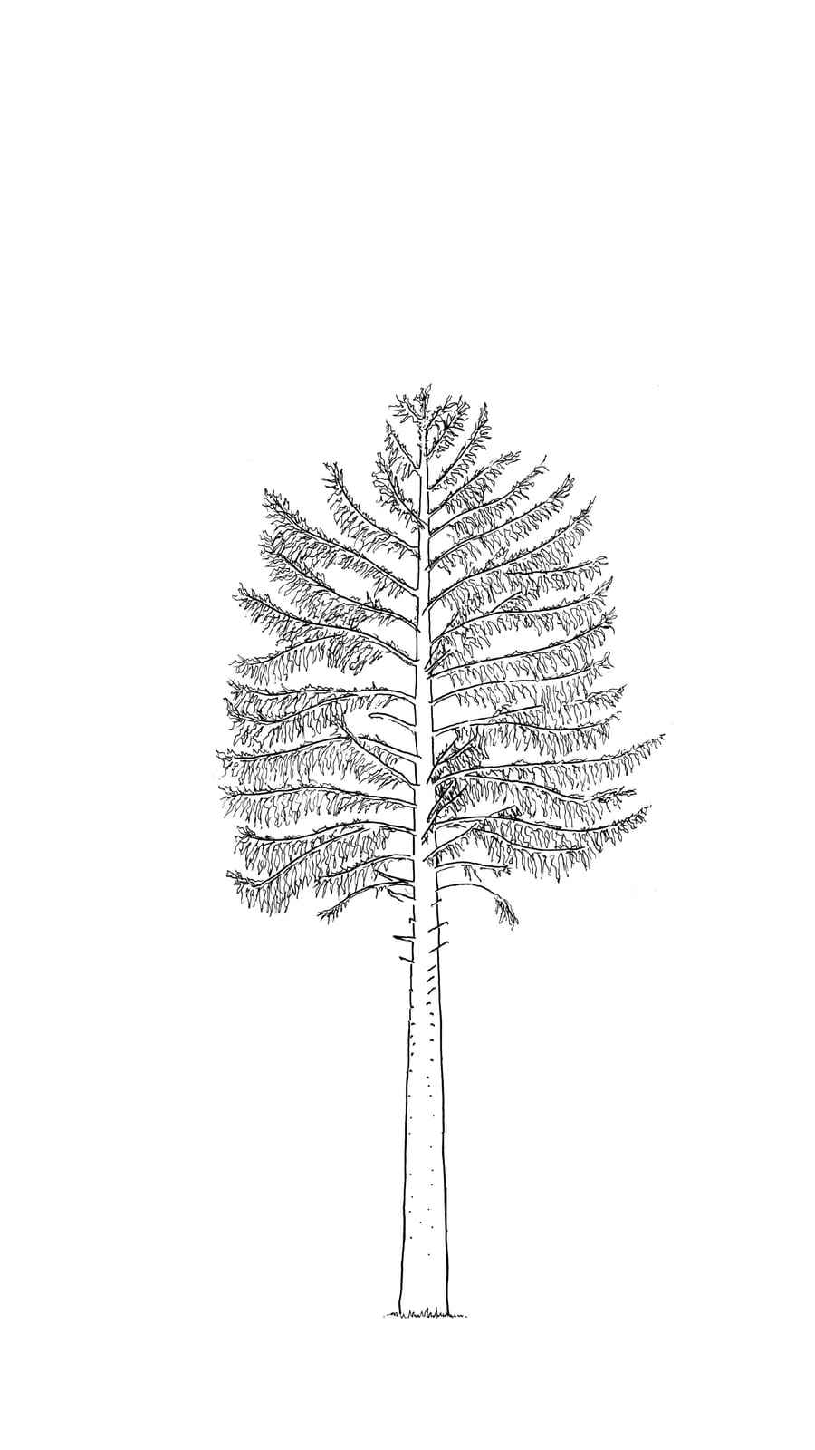 Black line sketch of a 40 year old douglas fir tree