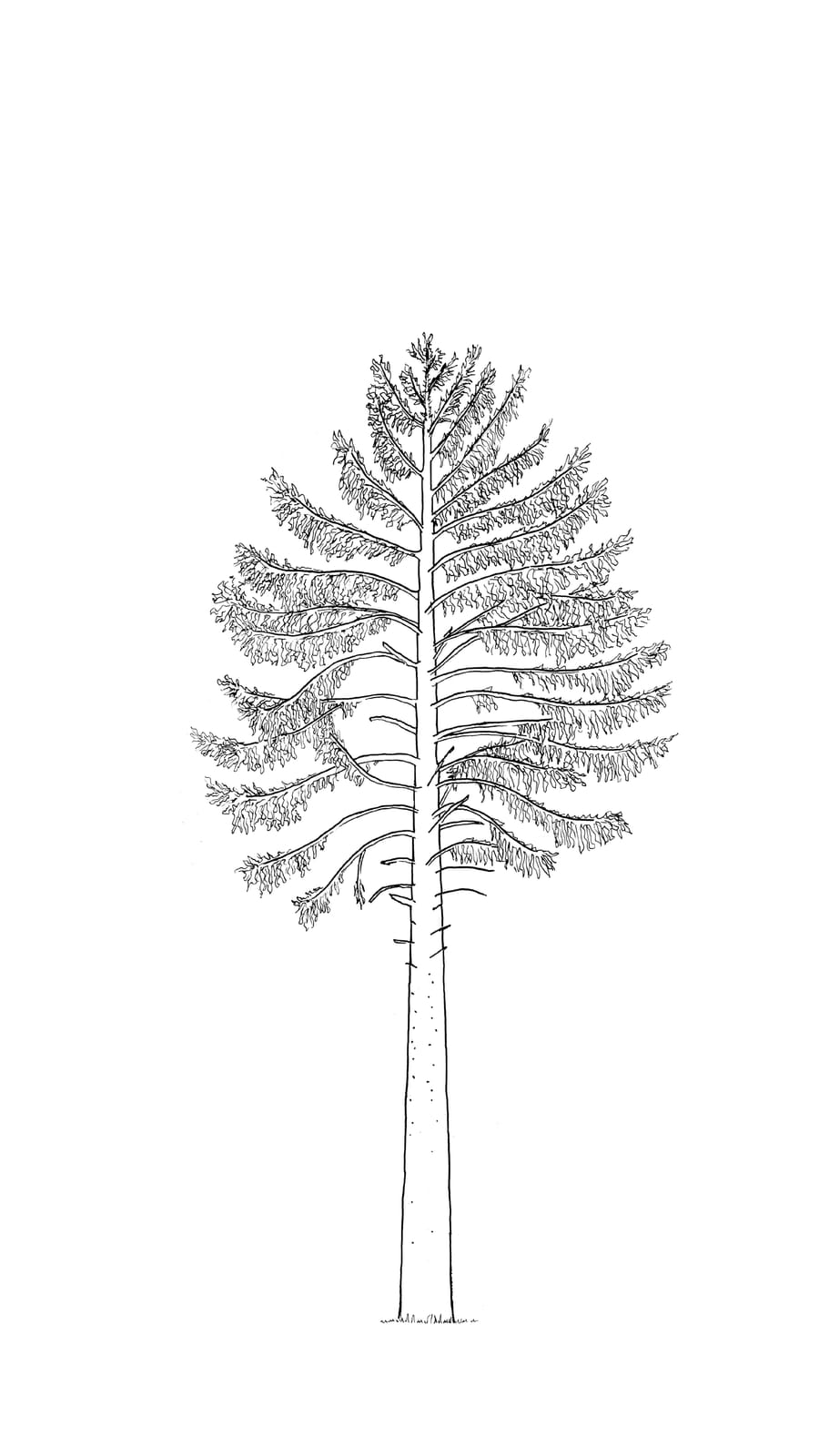 Black line sketch of a 45 year old douglas fir tree
