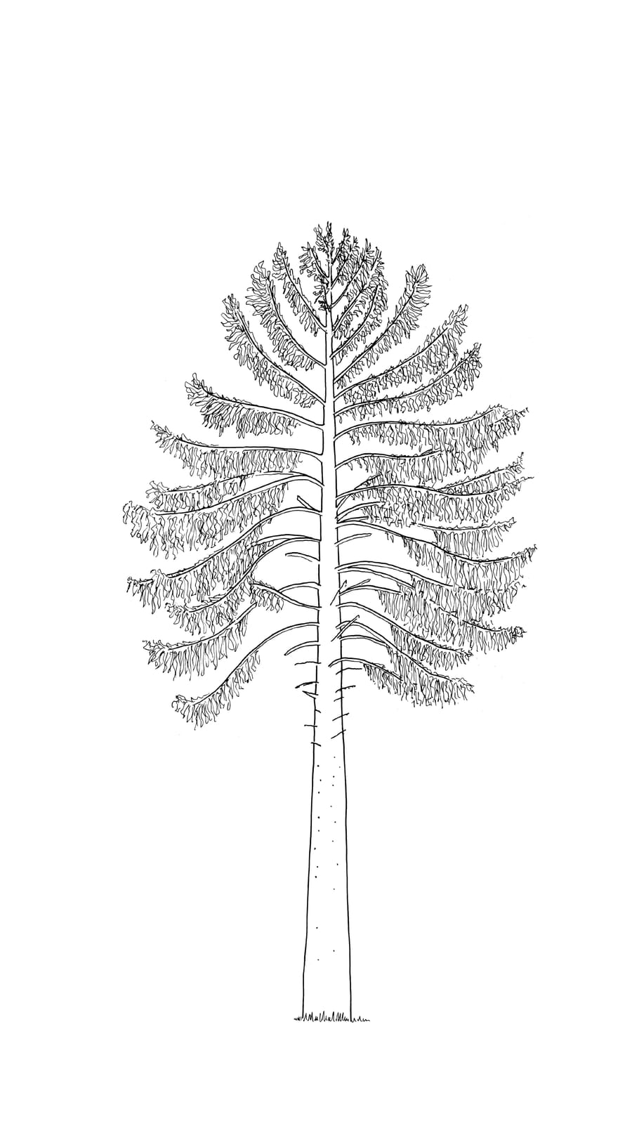 Black line sketch of a 50 year old douglas fir tree