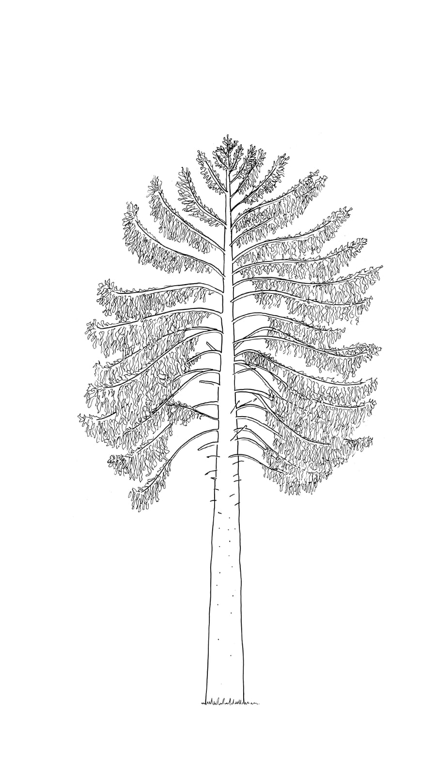 Black line sketch of a 55 year old douglas fir tree