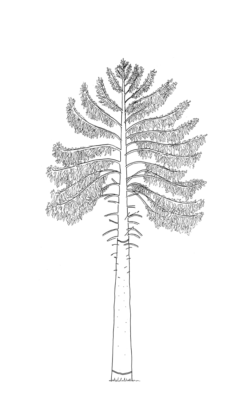Black line sketch of a douglas fir trunk being felled from the tree