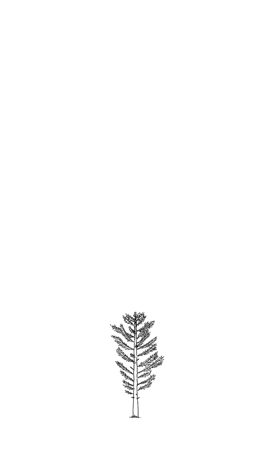 Black line sketch of a 5 year old douglas fir tree